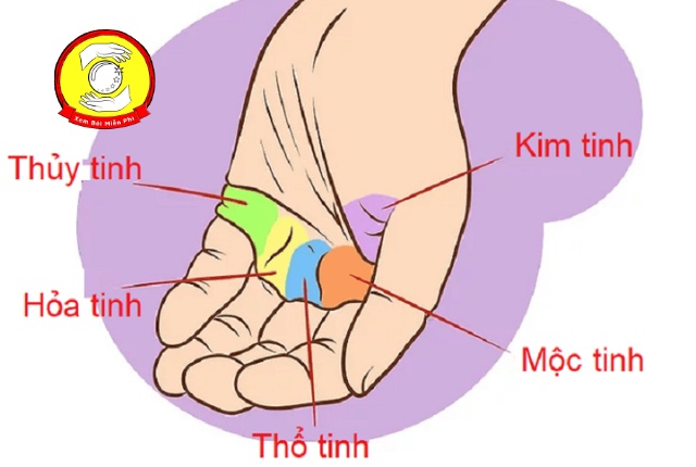 Ý nghĩa của đường các đường chỉ tay ở gò Thủy Tinh