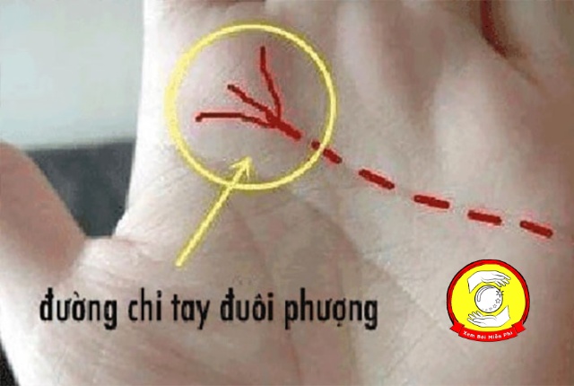 Ý nghĩa của đường chỉ tay hình đuôi phượng