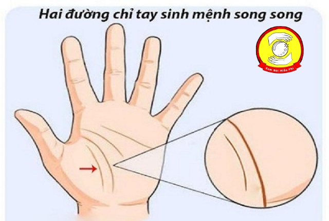 Hai đường sinh mệnh song song