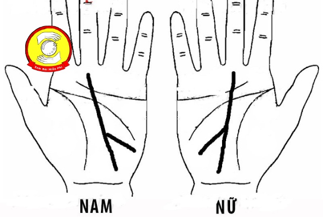 Vân ngộ quý trong lòng bàn tay nam và nữ giới